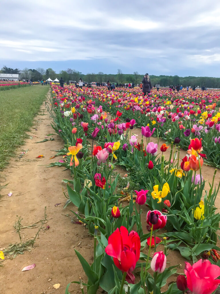 Holland Ridge Farm Tulip Festival.