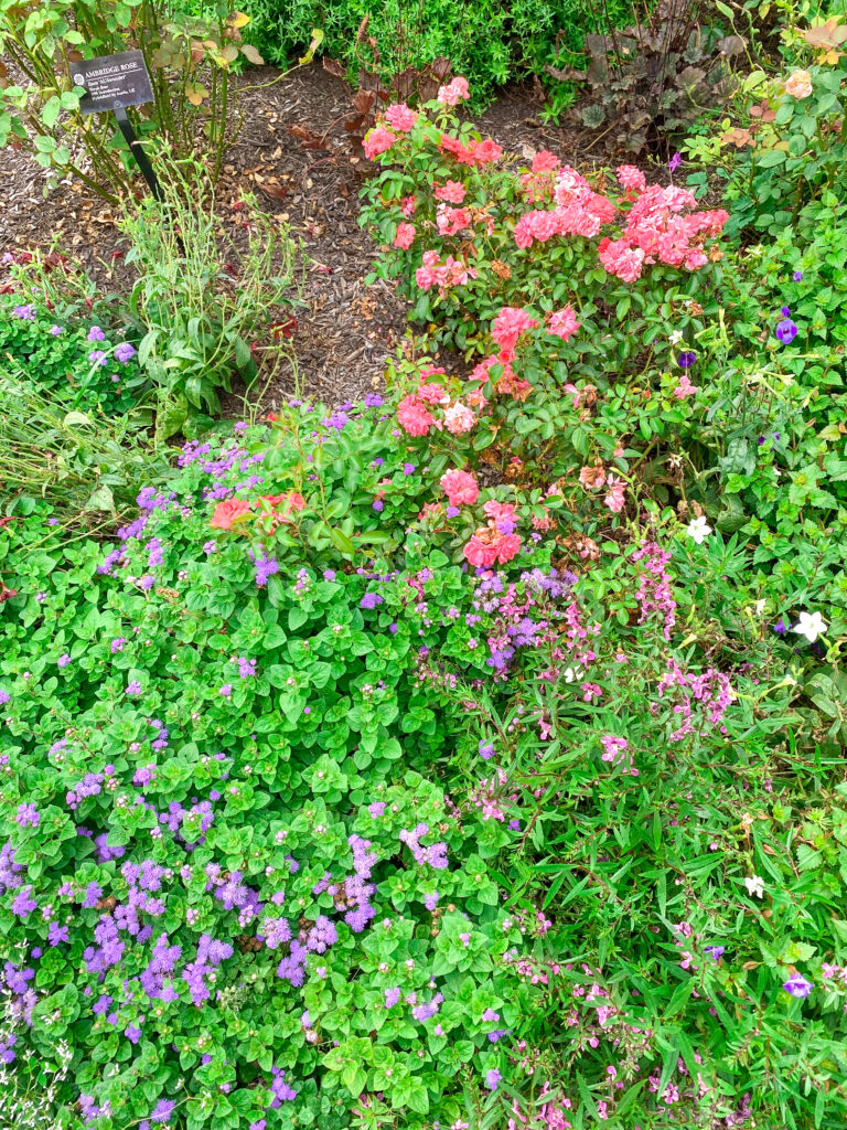 Morris Arboretum of the University of Pennsylvania flower garden