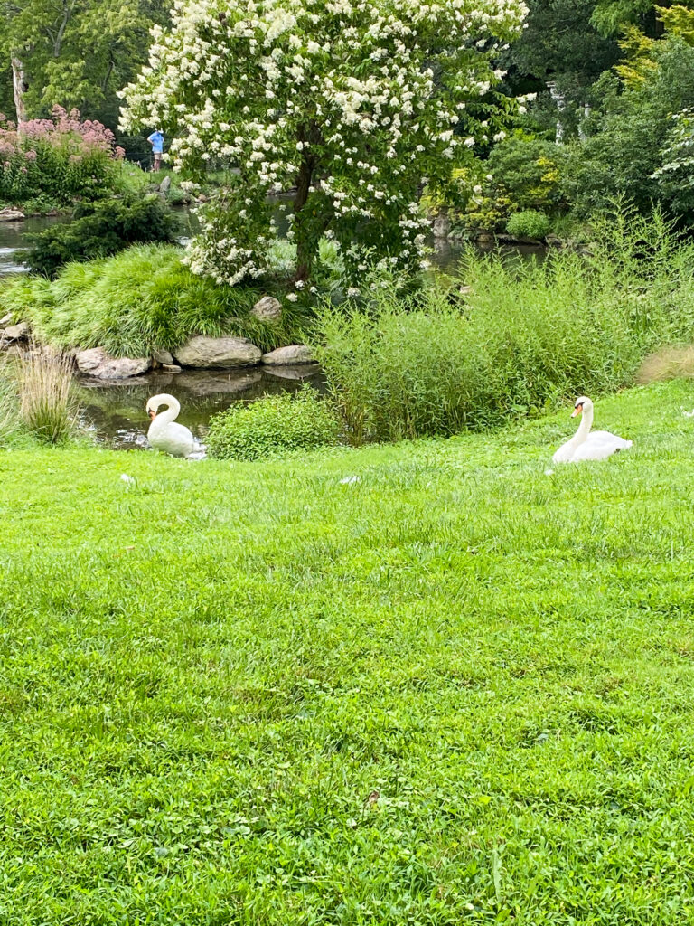 Morris Arboretum of the University of Pennsylvania swan pond