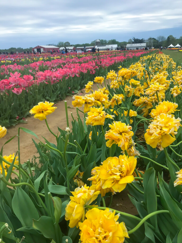 Holland Ridge Farm Tulip Festival.