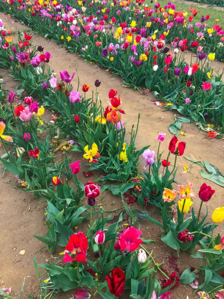 Holland Ridge Farm Tulip Festival.