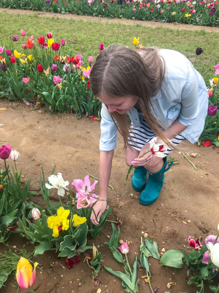 Holland Ridge Farm Tulip Festival.