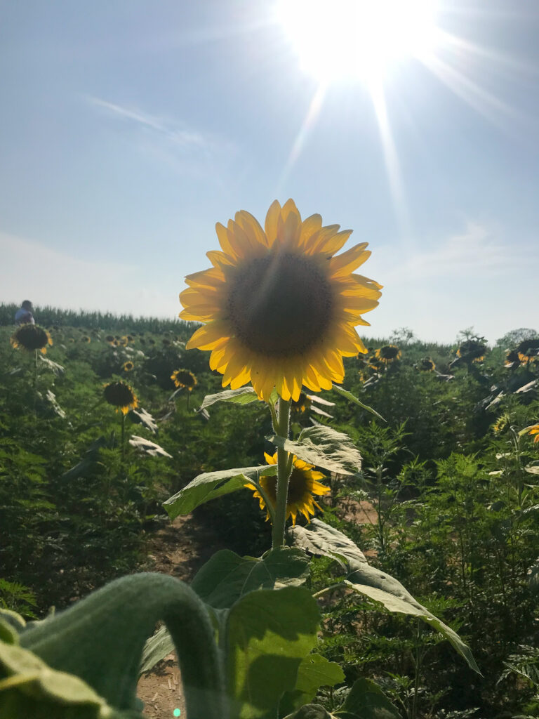 End of Summer Shenanigans |  Sunflower Field Fun 