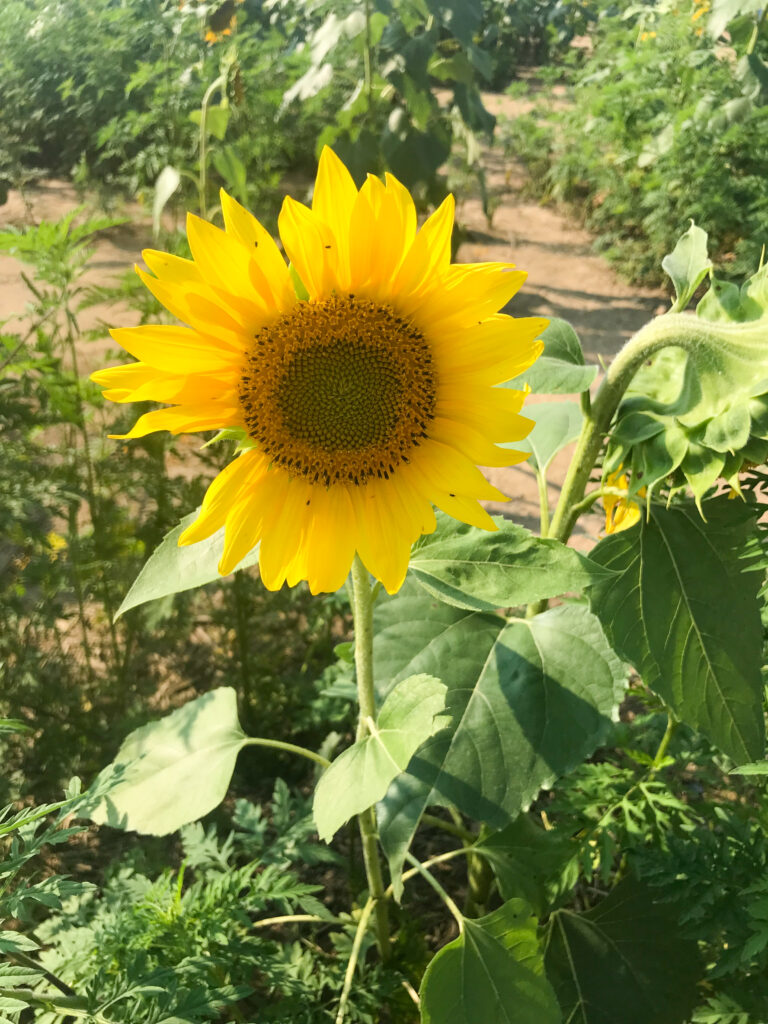 End of Summer Shenanigans |  Sunflower Field Fun 