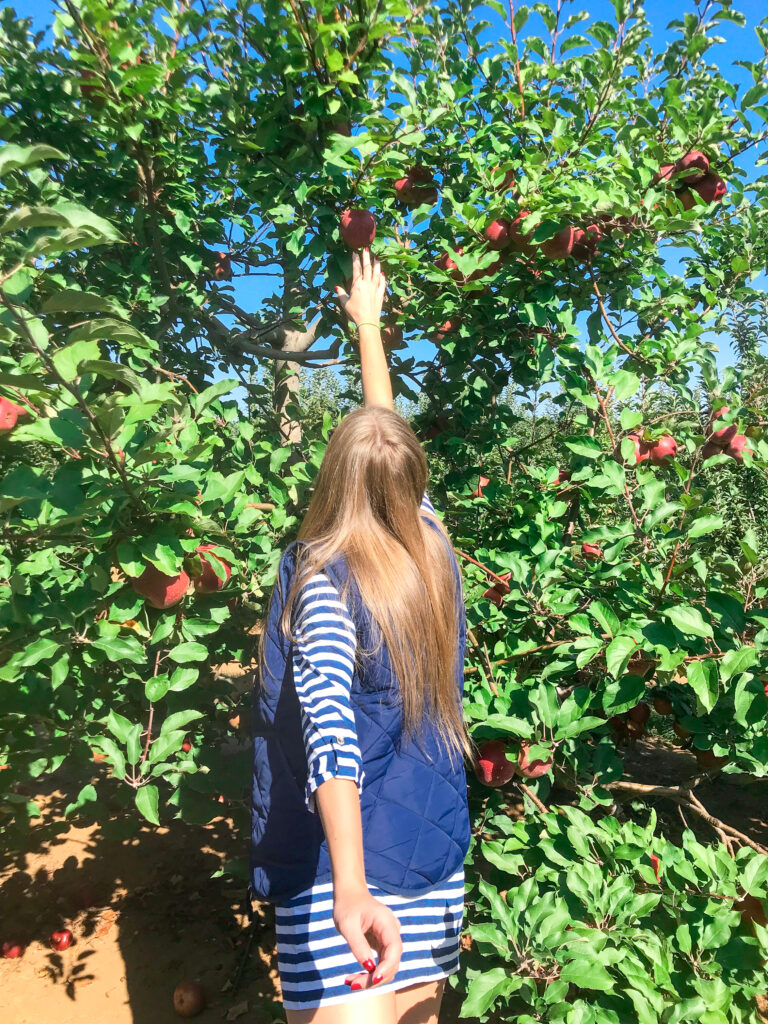 An Apple a Day at Eastmont Orchard
