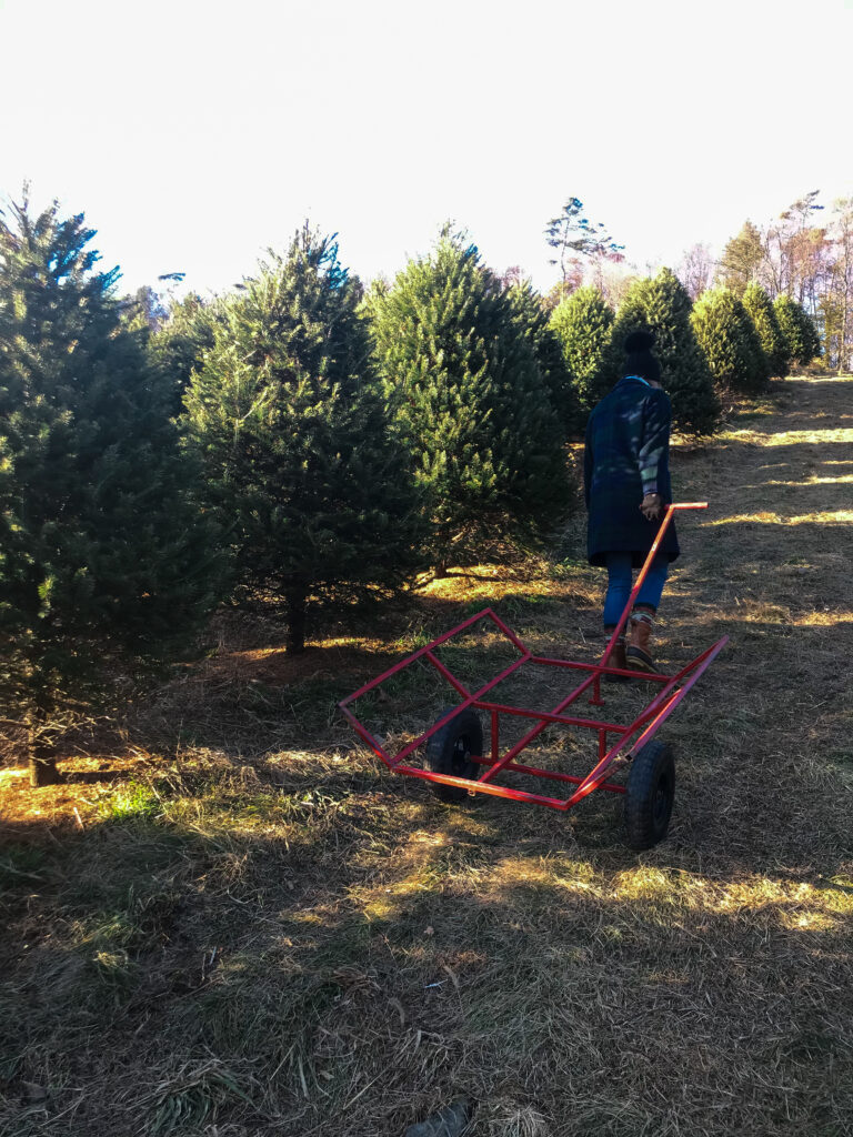 tree farm