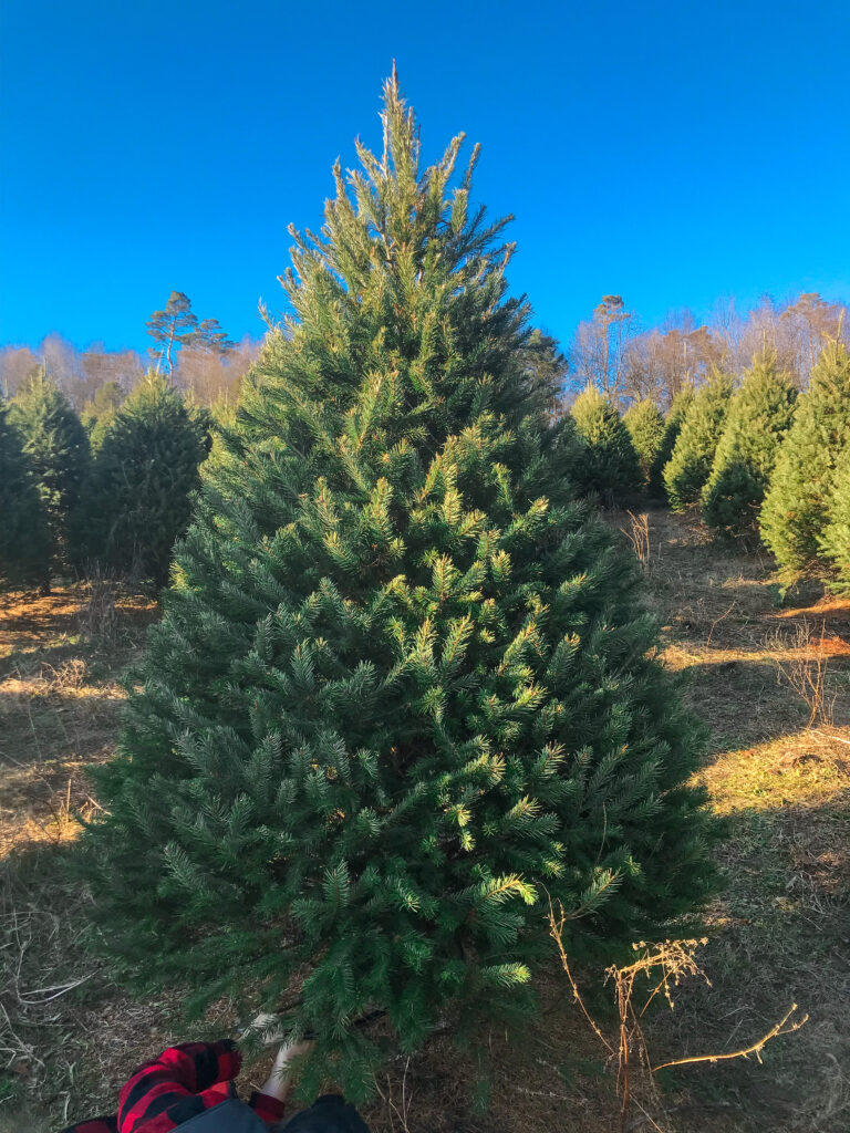 tree farm